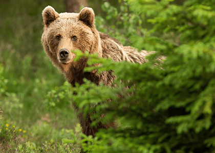 10 Answers to Questions About the Bear Market